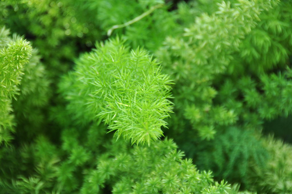 معرفی و راهنمای پرورش گیاهان زینتی - شویدی دم روباهی